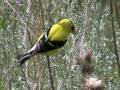 American Goldfinch (Fringillidae: Carduelis tristis) Male Feeding