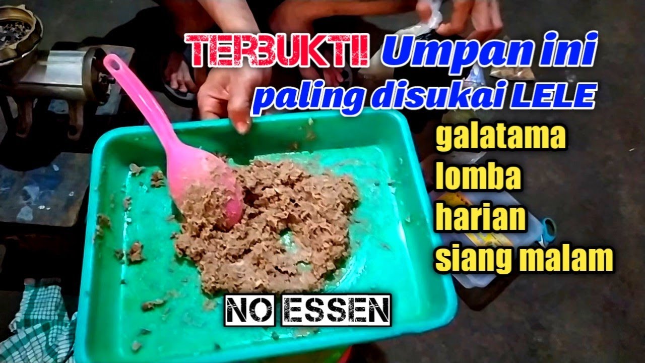 Silahkan dicoba! cara bikin pelet kepala ayam ampuh umpan ikan lele siang malam