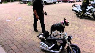 Chopper the Biker Dog visits Mission Viejo