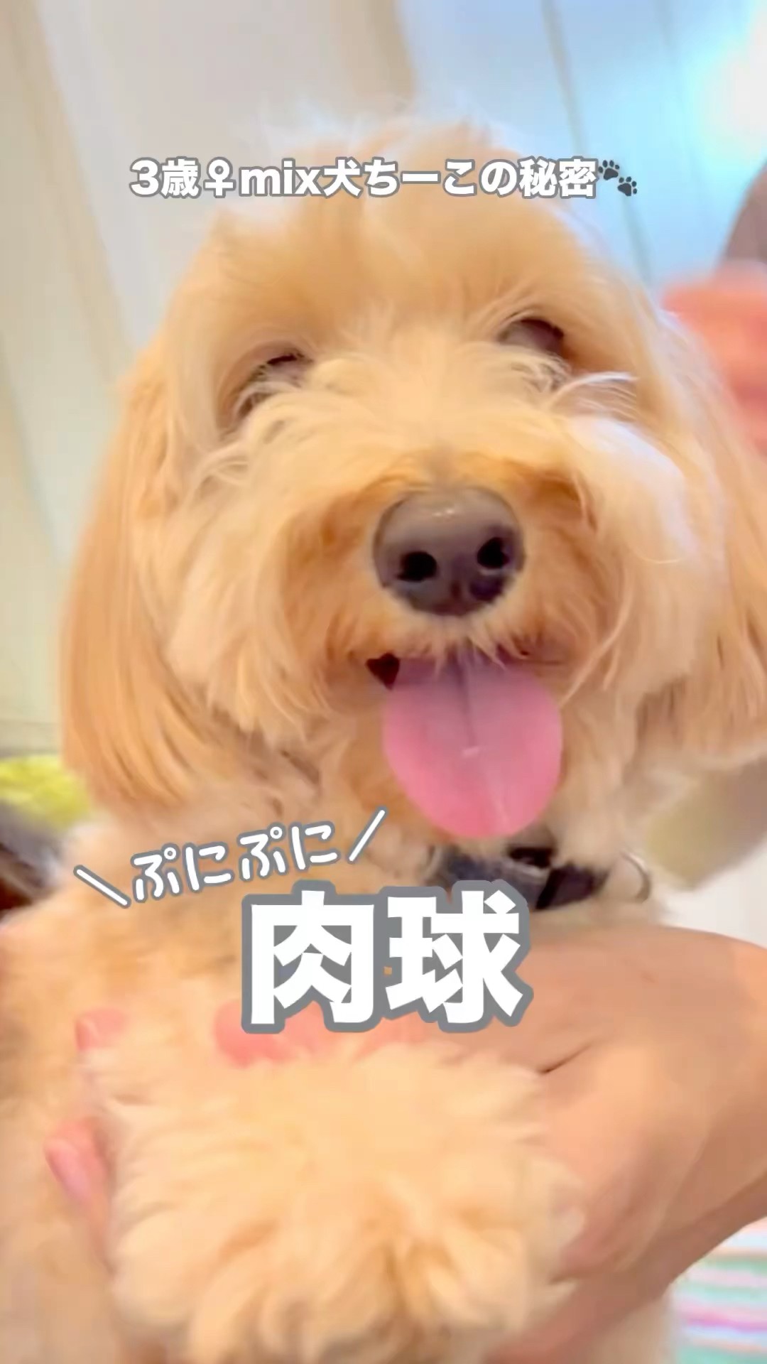 The secret behind the squishy paws ㊙️ 3-year-old mixed