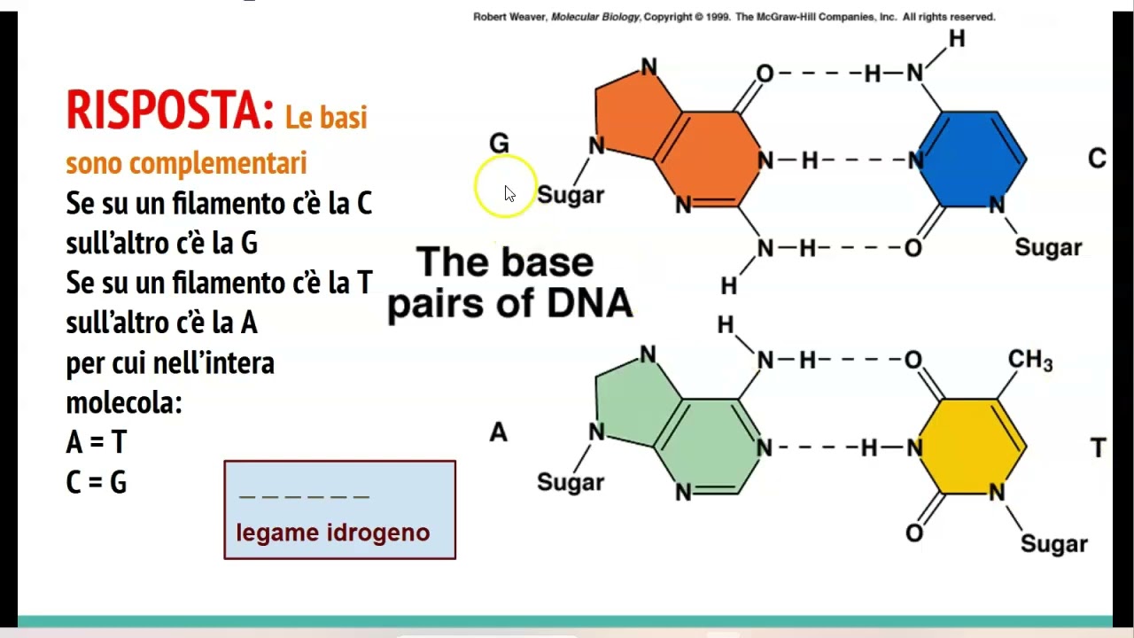 Legame Idrogeno Nel DNA
