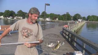 Chesapeake Bay Blue Crabs