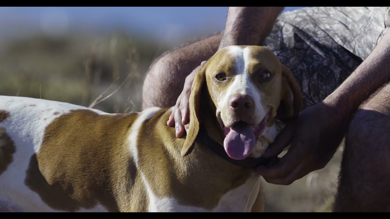 FKNK Conservation & Traditions | Pharaoh Hound, Maltese Hunting Dog & Barn Owl Project