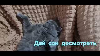 Коты не спят 😉😆😁#кот#follow4like #shortsvideo