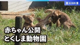 赤ちゃんライオン、じゃれ合って元気　徳島市が公開　名前も募集