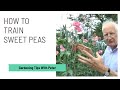 How to train sweet peas  garden ideas  peter seabrook