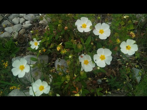Video: Rockrose Məlumatı - Rockrose Bitkilərinin Yetişdirilməsi üçün Məsləhətlər