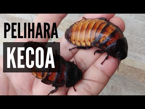 PELIHARA KECOA!! KECOA MADAGASKAR! | MADAGASCAR COCKROACH