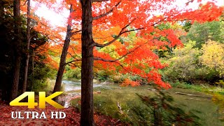 4K Virtual Walk ★ Autumn Forest ★ Relaxing Nature & Classical Music ★ Ontario, Canada ||► 39 min 🇨🇦