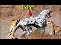 Complete Idiots Enticing Wild Animals