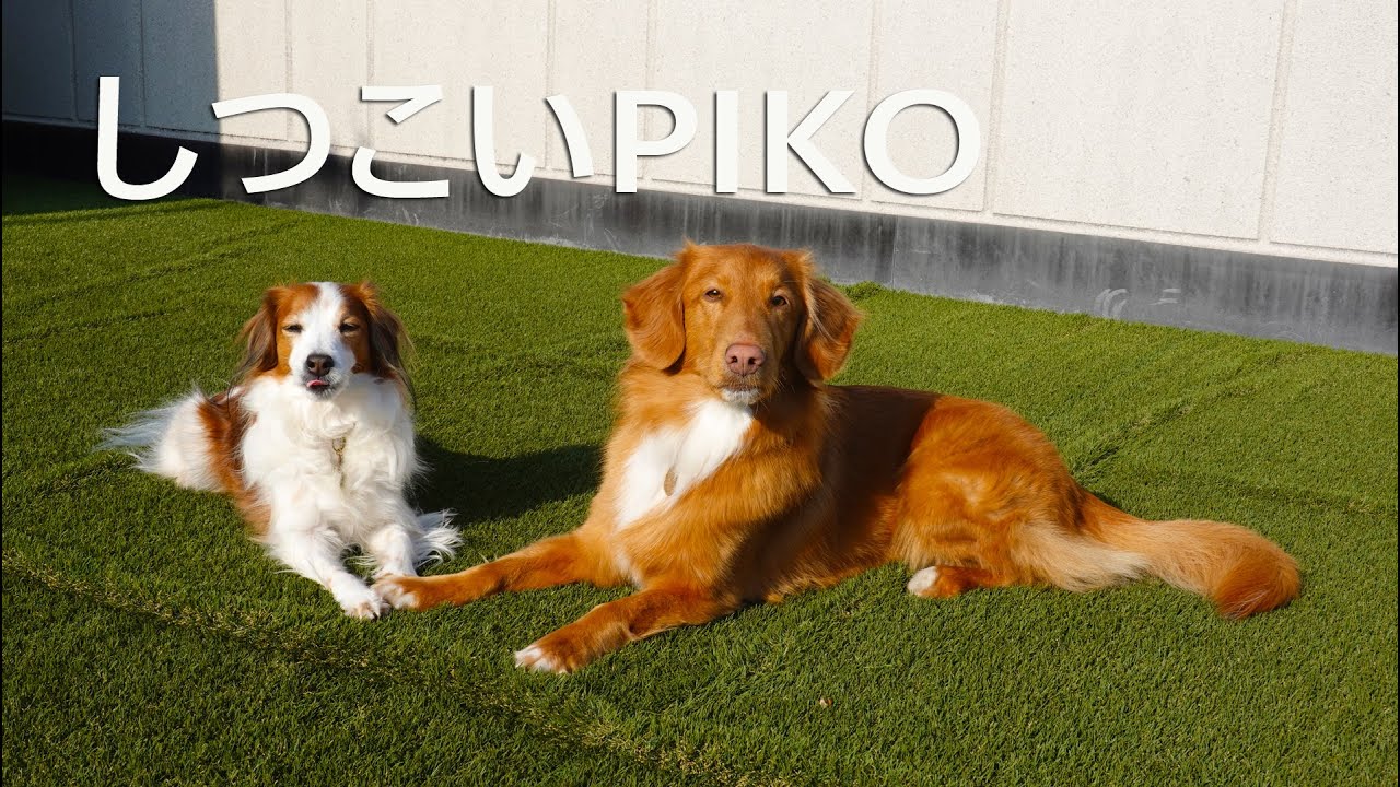 しつこく誘ってくるピコをテラがカフッ コーイケルホンディエのテラとノヴァスコシアダックトーリングレトリバーのピコとの暮らし Youtube