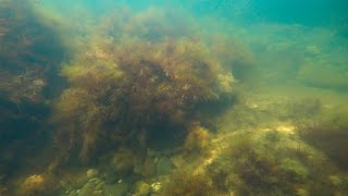 Чёрное море - подводные съёмки! Рыбки и много медуз