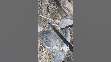 Tiny baby speckled rattlesnake released