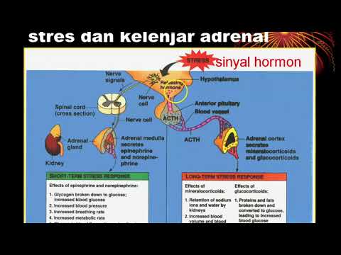 Video: Hormon Adrenal: Fungsi, Kesan Pada Badan