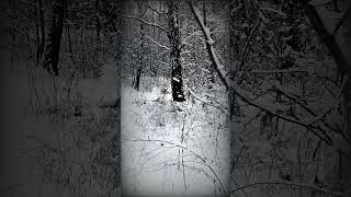 Wynter Myst - Ataxia