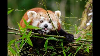 Entertaning Animals Videosanimals In The Junglecute Videos