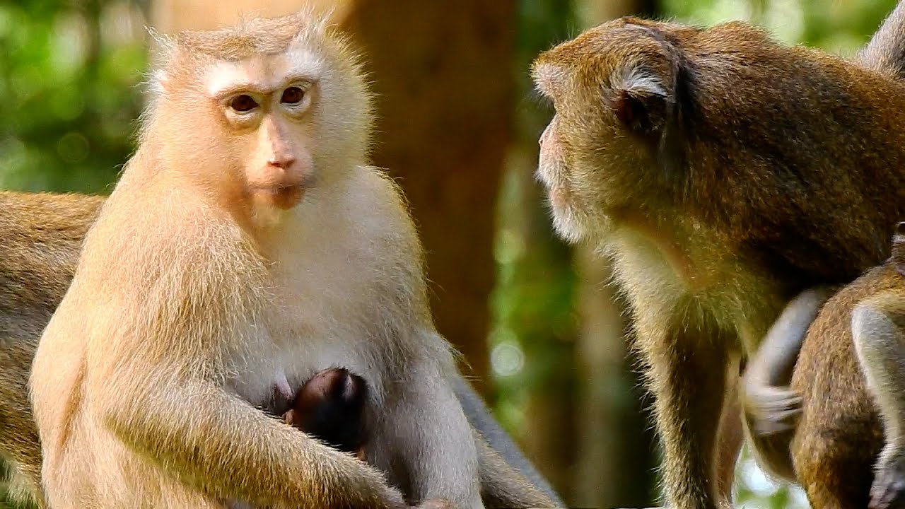 MOMMA ROSE WITH HIGH CLASS FAMILY