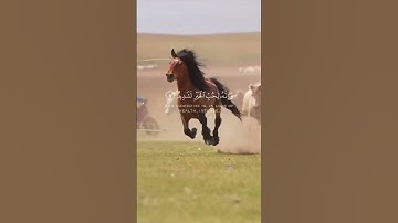 سورة العاديات #القارئ #القرآن_الكريم #اكسبلور #خيل #horses