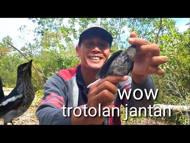 mikat burung kacer dapatkan trotol jantan yang istimewa class=