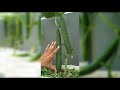 Chỉ cần 40 ngày là thu hoạch được dưa chuột gai | It only takes 40 days to harvest prickly cucumbers