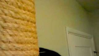 Felix Tuxedo Cat Chatter Clicks And Dances Again