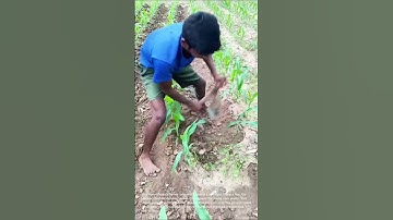 Traditional Farming: Manual Weeding in a Cornfield
