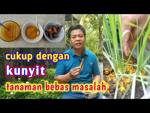 Khasiat Dari Tanaman Temulawak