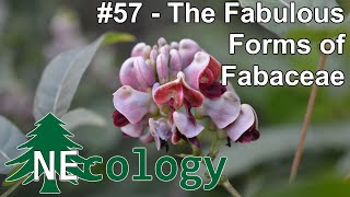 NEcology #57 - The Fabulous Forms of Fabaceae