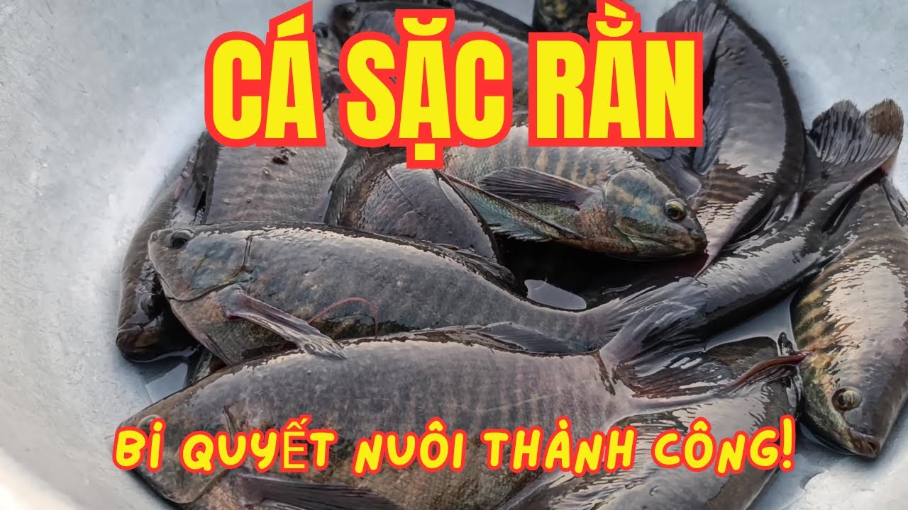 Giải Mã Bí Quyết Thành Công Khi Nuôi Cá Sặc Rằn | Không Phải Ai Cũng Nói!