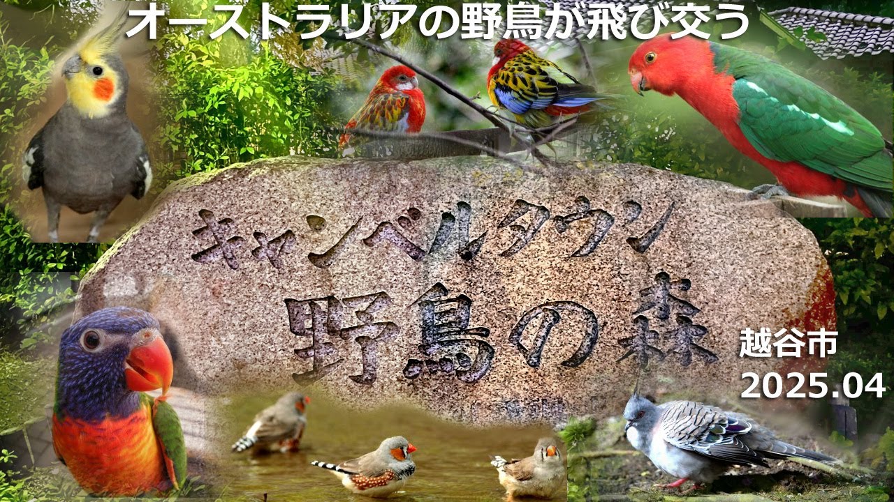 #越谷 キャンベルタウン 野鳥の森　2025.04