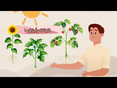 النباتات وأجزائها علوم الصف الأول الابتدائي الفصل الدراسي الأول