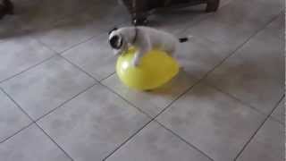 Hera puppy Jack Russell 4 month meets a balloon [HD]