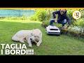 ROBOT TAGLIAERBA con DECESPUGLIATORE INTEGRATO. Recensione ECOVACS GOAT
