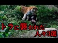 【閲覧注意】ホワイトタイガーに！？トラに襲われ命を落とした人達