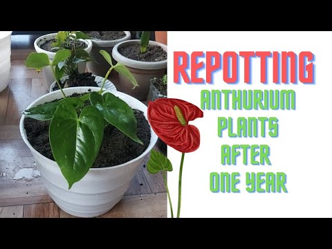 How To Repot Anthurium Plants without Damaging Roots. - YouTube