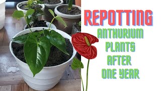 How To Repot Anthurium Plants without Damaging Roots.