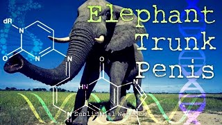 Get An Elephant Trunk Size PENIS Now! Subliminal Subconscious Hypnosis Monaural Beats Binaural Bioki