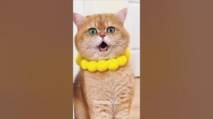 Video 11527251: cats meowing loudly funny, meow happy, meow sound, laugh funny cat, funnycats