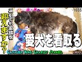 【閲覧注意】キャバリア 愛犬を看取る～火葬｜腹水・肺水腫｜11年前の犬を迎え入れる前の私へ　　KYAPIA TV きゃぴあてれび