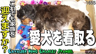 【閲覧注意】キャバリア 愛犬を看取る火葬腹水・肺水腫11年前の犬を迎え入れる前の私へ　　KYAPIA TV きゃぴあてれび