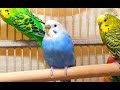 4 Hr Make Sad Parakeets Sing Playing This, Happy Budgies Chirping. Reduce Stress of lonely Birds