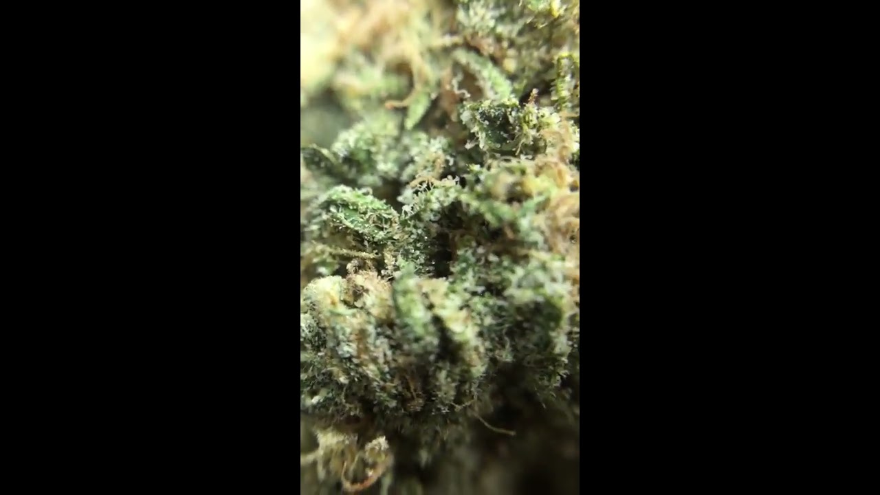 Blueberry Haze Close Up Amazing Strain!
