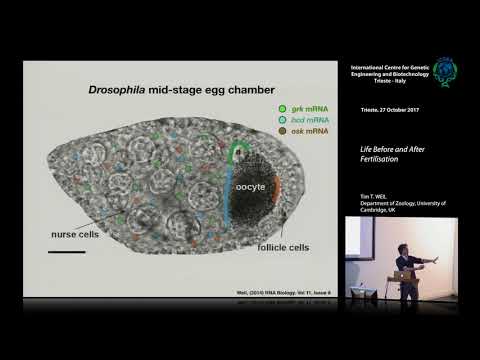 Video: Globale Regulation Der MRNA-Translation Und -Stabilität Im Frühen Drosophila-Embryo Durch Das Smaug-RNA-bindende Protein