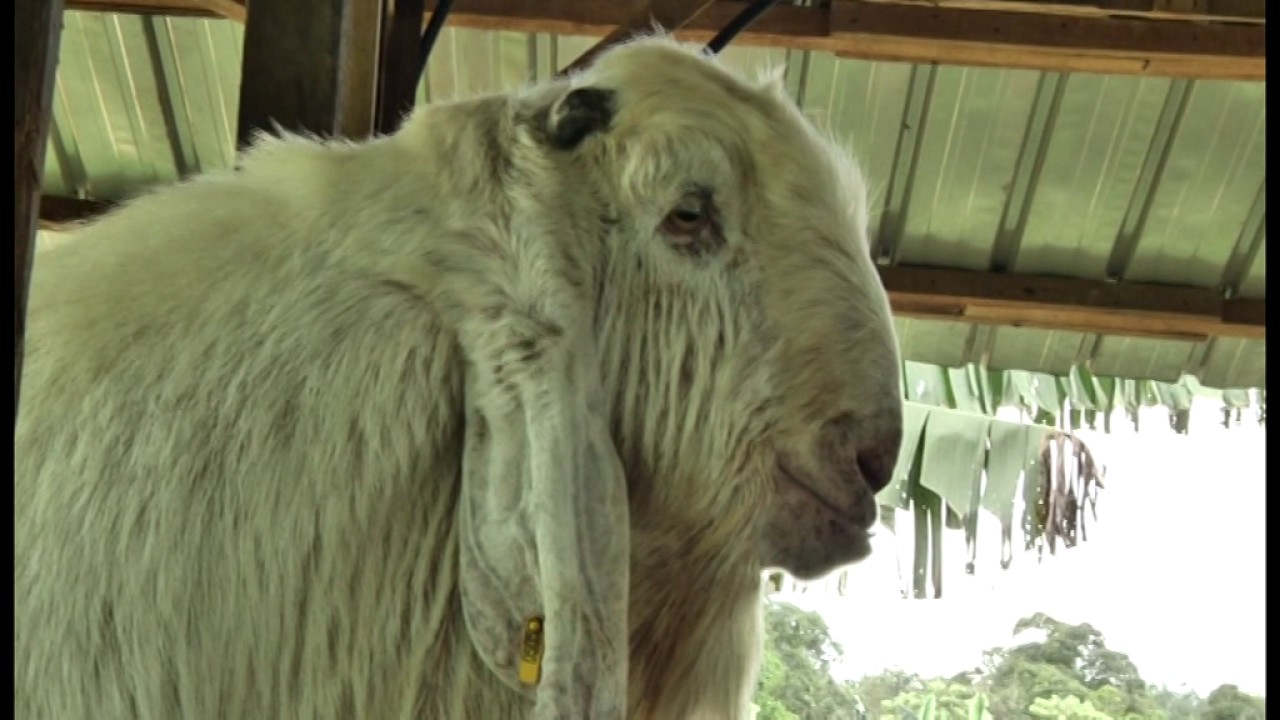 Penternakan Kambing Jamnapari Di Malaysia Youtube