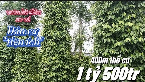 Bán vườn tiêu ao cá, 400m thổ cư, dân cư trường chợ LH:0344763784