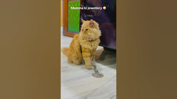 Watch the video about She loves wearing jewellery #cutecat #persian #shortvideo #youtubeshorts