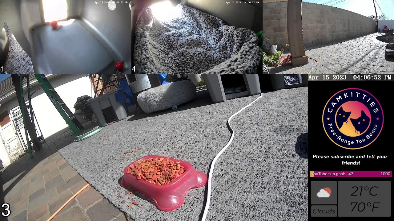 CamKitties Just Your Friendly Neighborhood Cats YouTube camkitties-just-your-friendly-neighborhood-cats-youtube