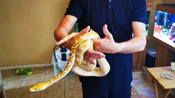 Reticulated  Dwarf Python (50%)