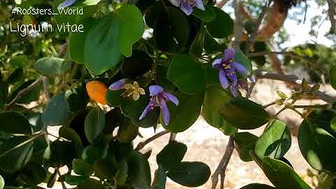 Thumbnail of The #LignumVitae Guiacum Officinale the #NationalFlower of #Jamaica.