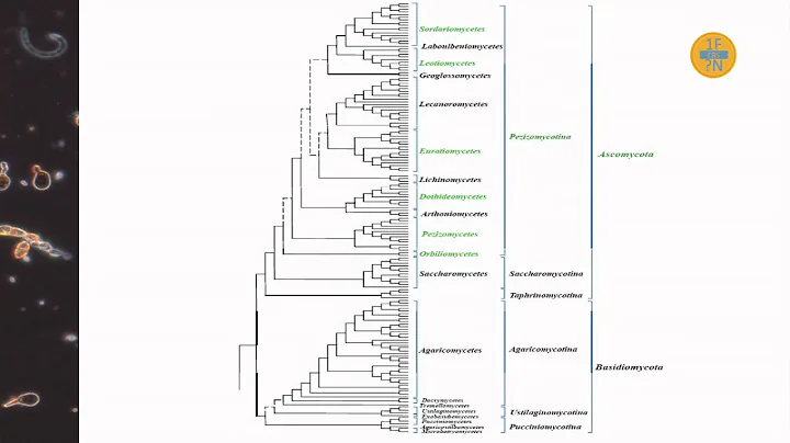 Keith Seifert: Why hyphomycete taxonomy is now mor...